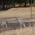 Bordertown - White Kangaroos