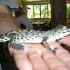 Rockhampton - Koorana Croc Farm