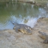 Rockhampton - Koorana Croc Farm