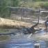 Rockhampton - Koorana Croc Farm