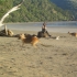 Cape Hillsborough National Park