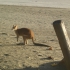 Cape Hillsborough National Park