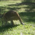 Cape Hillsborough National Park