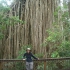 Atherton Tablelands - Curtain Fig Tree