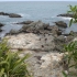 Ohau Point Seal Colony