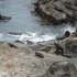 Ohau Point Seal Colony