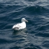 Kaikoura - Whale Watching