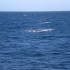 Kaikoura - Whale Watching