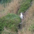 Oamaru - Yellow Eyed Penguin Colony