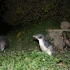 Oamaru - Blue Penguin Colony