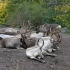 Stockholm - Djurgården - Skansen