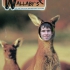 Farschweiler - Wallaby's