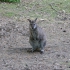 Farschweiler - Wallaby's