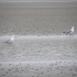 Sankt Peter-Ording