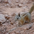 Arches National Park - Chipmunk