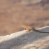 Canyonlands National Park - Needles Overlook