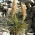 Joshua Tree National Park - Hidden Valley