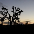 Joshua Tree National Park