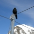 Jungfraujoch