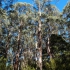 Great Ocean Road - Otway Fly Treetop Walk