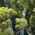 Great Ocean Road - Otway Fly Treetop Walk