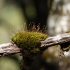 Great Ocean Road - Otway Fly Treetop Walk