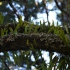 Great Ocean Road - Otway Fly Treetop Walk