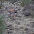 Flinders Ranges - Warren Gorge