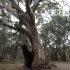 Wilpena Pound