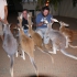 Coober Pedy - Josephines Gallery and Kangaroo Orphanage