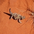 Alice Springs - Reptile Centre