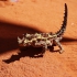 Alice Springs - Reptile Centre