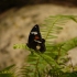 Kuranda - Butterfly Sanctuary