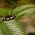 Kuranda - Butterfly Sanctuary