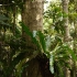 Kuranda - Barron Falls