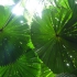 Daintree National Park - Dubuji Boardwalk