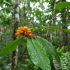 Daintree National Park - Dubuji Boardwalk