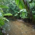 Daintree National Park - Dubuji Boardwalk