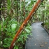 Daintree National Park - Dubuji Boardwalk