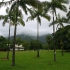 Daintree National Park - Mason's