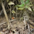 Daintree National Park - Wildlife Cruise