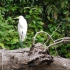 Daintree National Park - Wildlife Cruise