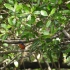 Daintree National Park - Wildlife Cruise