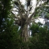 Atherton Tablelands - Cathedral Fig Tree