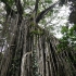 Atherton Tablelands - Curtain Fig Tree