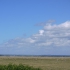 Schafe beim Mont-Saint-Michel