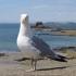 Saint-Malo