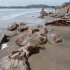 Moeraki Boulders