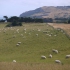 Otago Peninsula