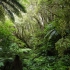 Purakaunui Falls